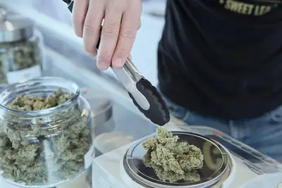 A cannabis plant