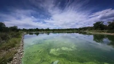 Green algae bloom covers a lake under a cloudy sky.