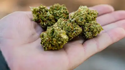 Cannabis plant