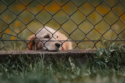 A dog in a yard behind a fence