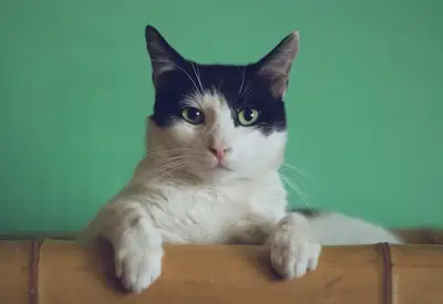 A cat